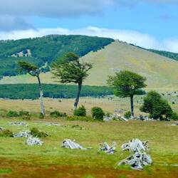 Bäume haben es schwer hier bei dem Klima...