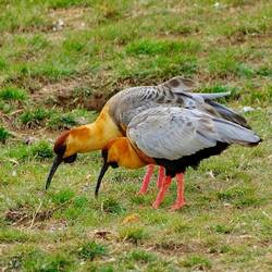 Ibisse... Schwarzzügelibis