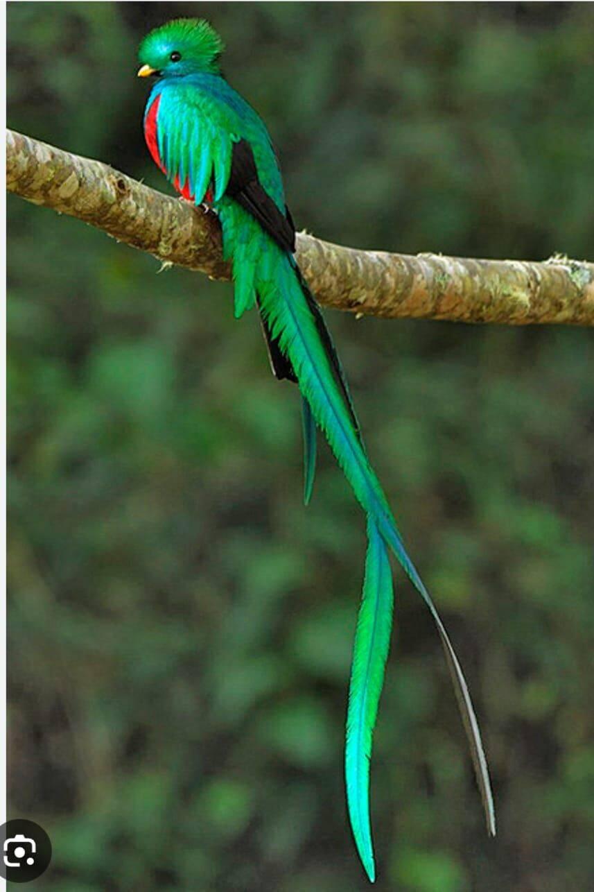 Das ist der Quetzal. Ein seltener, scheuer Vogel. Kein eigenes Foto, eins aus dem Internet