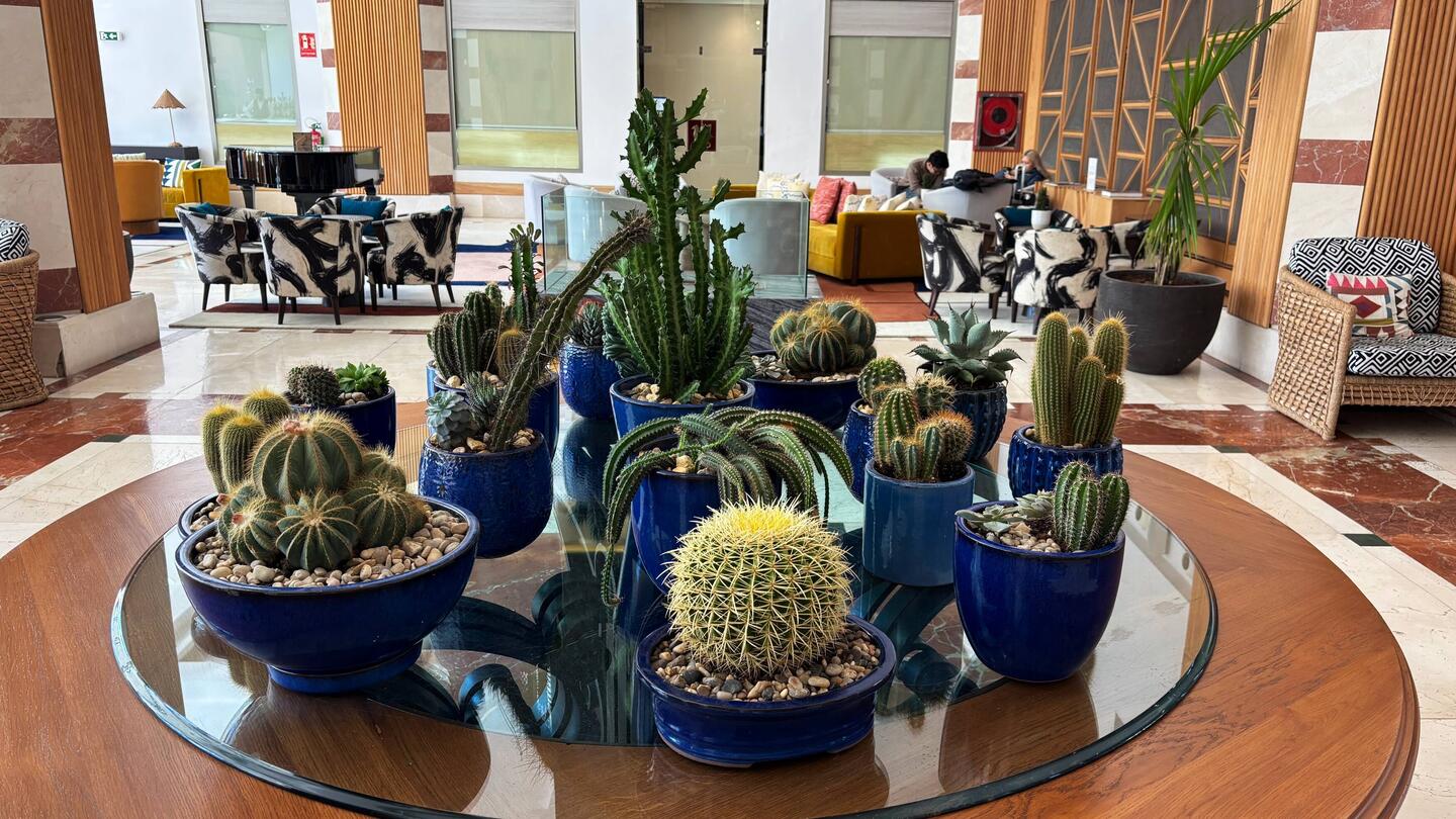 Schöner Kakteen-Tisch in der Hotellobby