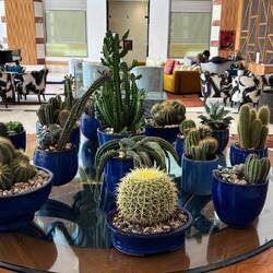 Schöner Kakteen-Tisch in der Hotellobby