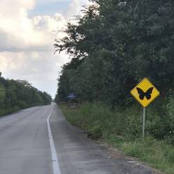 Aber eventuell riesige Schmettetlinge ?