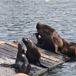 Attraktion des Fischmarkts- die Seelöwen (kleinere kalifornische und die großen südamerikanischen)
