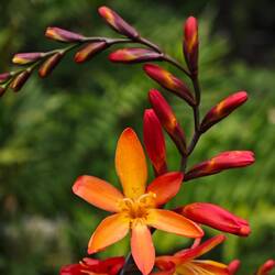 die Garten-Montbretie, auch bekannt als Sternschnuppe