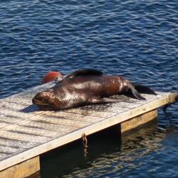 Sonnenbaden, erklärt wahrscheinlich auch die Bräunung der Tiere