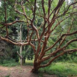 gestern auch schon einmal gesehen: der Arrayan-Baum