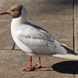 allgegenwärtige Lachmöwen und...