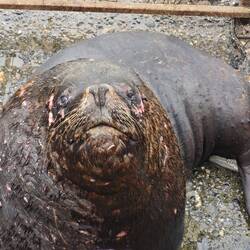 südamerikanischer Seelöwe, Gewicht bis 350 kg, Futtermenge pro Tag bis 8 kg Fisch