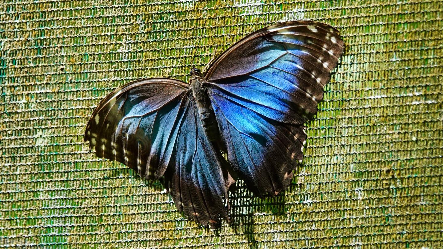 Morpho Falter