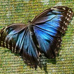 Morpho Falter