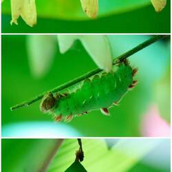 Von oben nach unten die Verwandlung