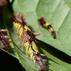 Wieder andere Raupen