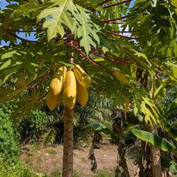 Die hängen hier einfach so an der Straße .. für die es nicht wissen, das sind Papayas