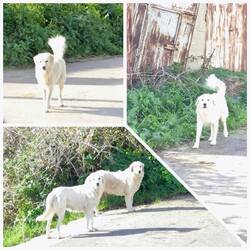 Lauter wilde Molly's