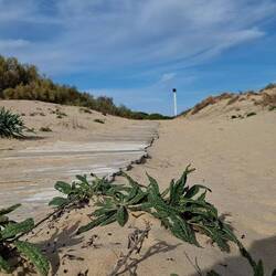 Der Weg zum Strand...