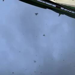 Swallows flock to roost in Sungkai Main Street