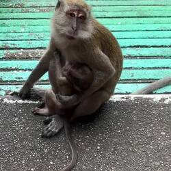 How to control your child (only if it he or she has a tail)