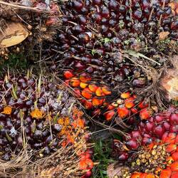 Palm oil nuts
