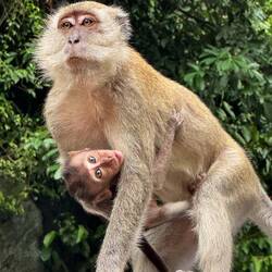 Many macaques lived around the temple