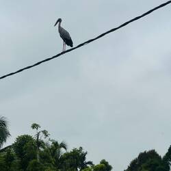 An Asian Openbill - a heron like stork, or stork like heron!