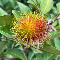 A rambutan fruit (like a lychee)