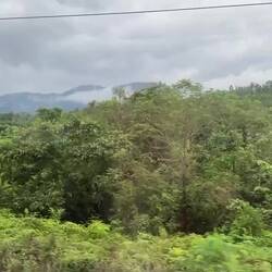 Forest as far as the eye can see from the train from Batu to Tanjong Malim
