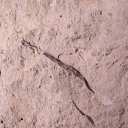 Eine der Zeichnungen.