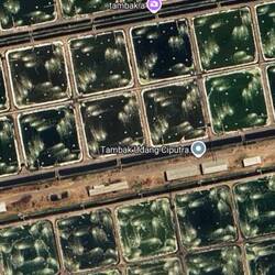 I'm be of many prawn farms in northern Lombok.