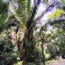 ... überall umgebender Dschungel (mit viieelen Moskitos), hier eine Ölpalme ...