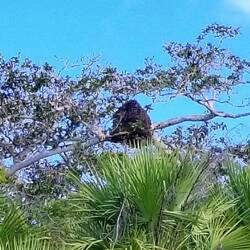 Termitenbauten unterwegs