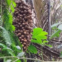 ... mit den Früchten zur Palmöl-Gewinnung.