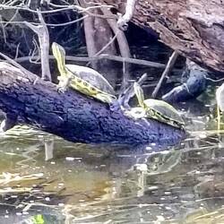 Zwei Gelbwangen- Schmuckschildkröten