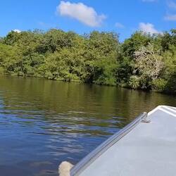 ... auf Dschungel-Bootstour nach Lamanai 🛟
