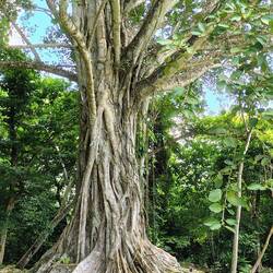 Der Dschungel hat viel überwuchert ...