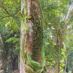 Ein Drachenfrucht-Kaktus, der Käpt'n nannte ihn snake cactus.