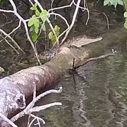 Und sogar ein kleines Krokodil 🥰 (Lamanai bedeutet vmtl. untergetauchtes Krokodil)