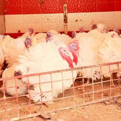 Die dazugehörigen Puten