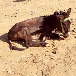 Auf dem Eselparkplatz