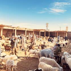 Viehmarkt in Rissani