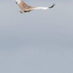 es sucht vielleicht ein Erdhörnchen ???