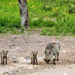 die Warzenschweine lassen sich nicht stören