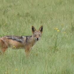 ein schöner Wildhund