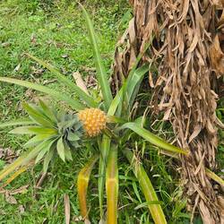 A lone pineapple appears...actually they're always single