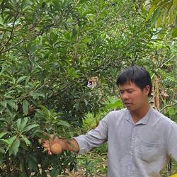 Potato tree. Really a fruit, but they call it that