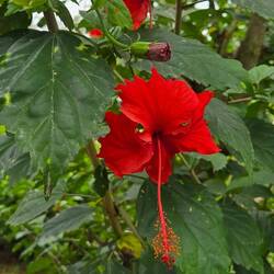 Stunner of a hibiscus
