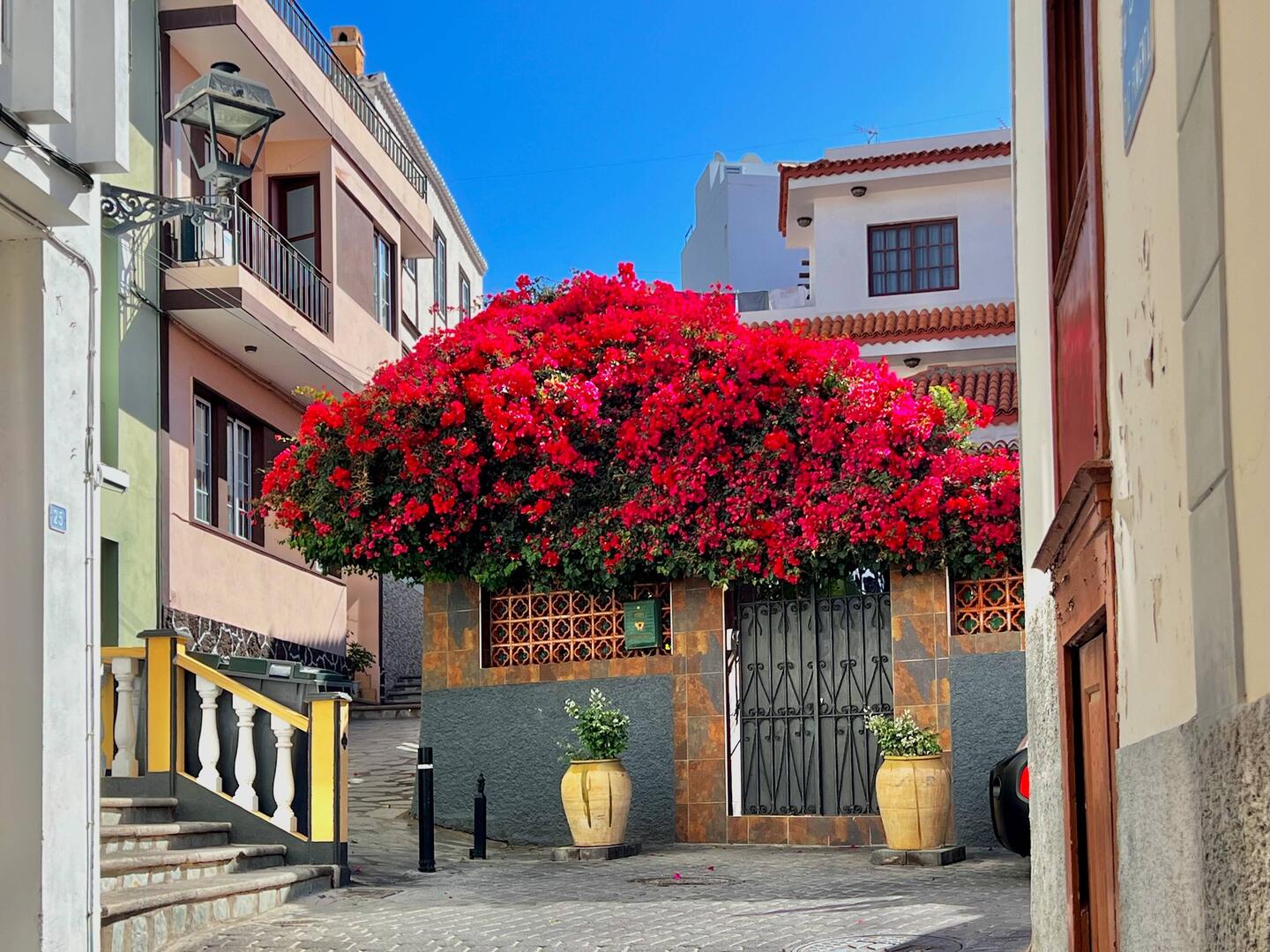 Herrlicher Blumenschmuck in Tazacorte