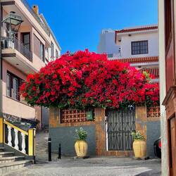 Herrlicher Blumenschmuck in Tazacorte