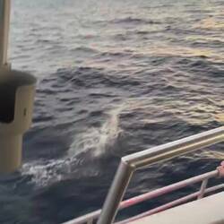 But we did see Spinner Dolphins