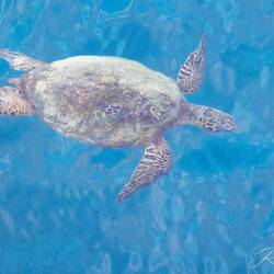 A Green Back Turtle I believe swimming next to the ship near Honolulu