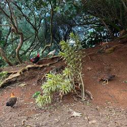 Chickens everywhere on this island roam freely